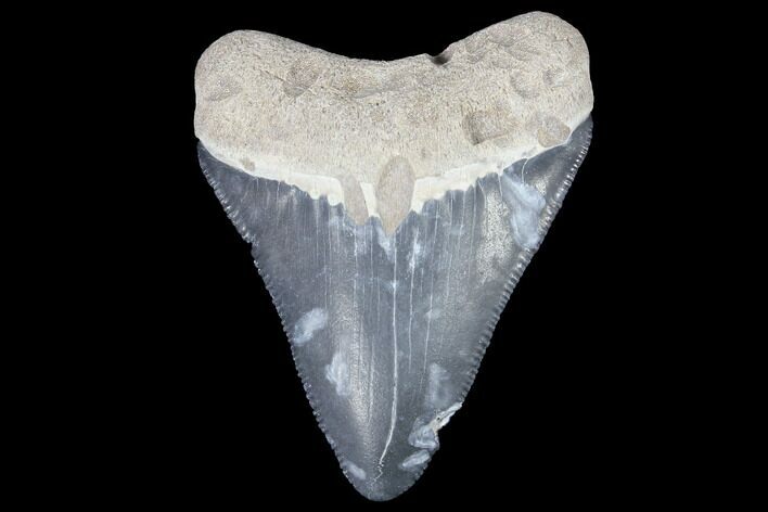 Serrated, Bone Valley Megalodon Tooth - Florida #99870